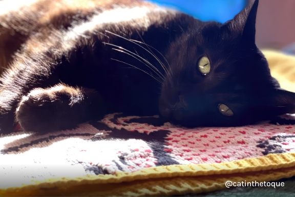 Instagram handle @catinthetoque. A black cat with green eyes on a pink and black knit blanket.