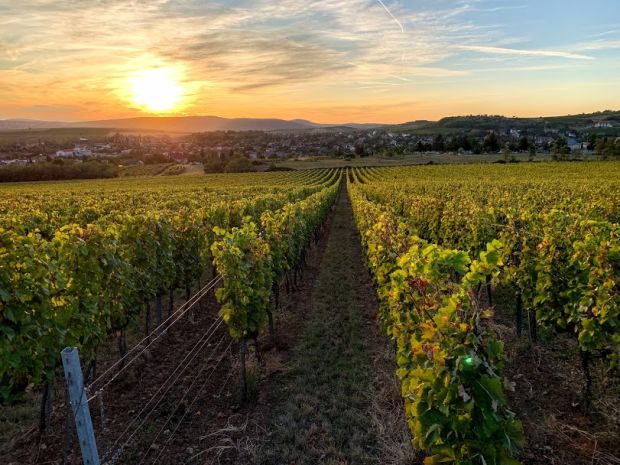 tokaj-vineyards-sunset