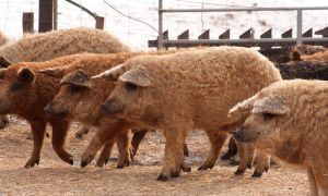 The Unsung Heroes Of Fine Dining: The Mangalica Pigs