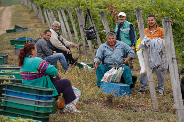 Laborers lunch break during Tokaj grape harvest