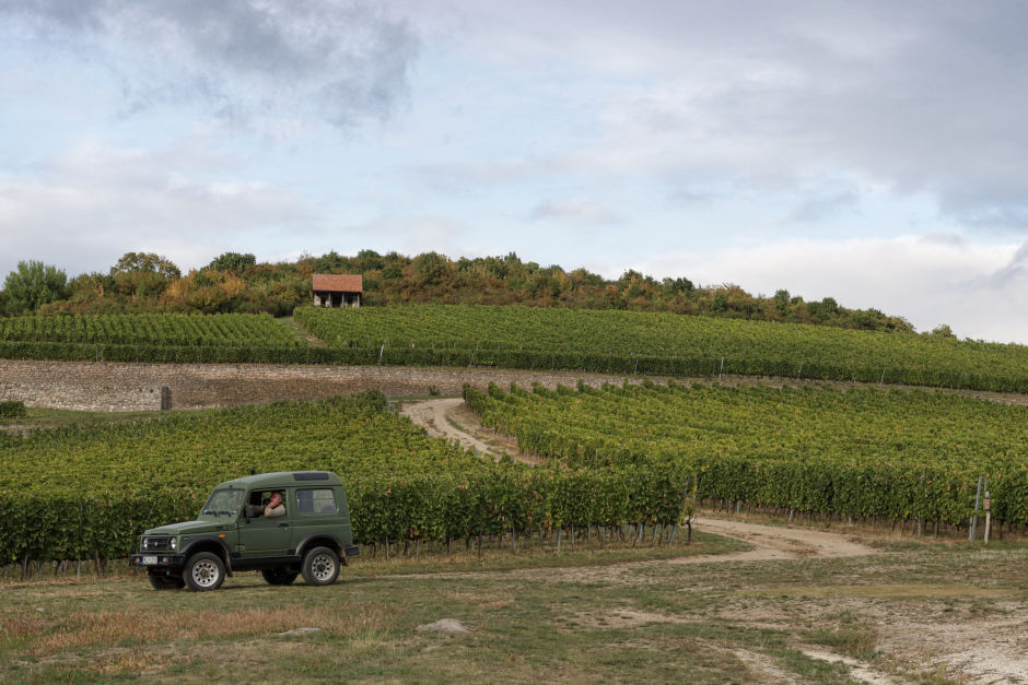A Tokaj vineyard in Mezőzombor. Photo: Barna Szász for Offbeat  