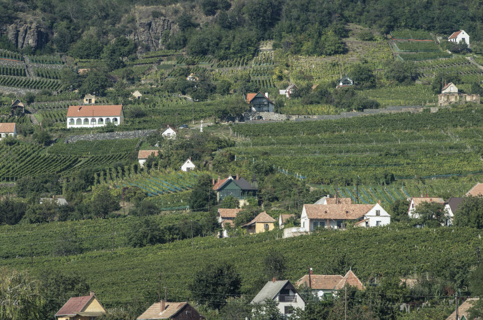 The south-facing vineyards on the Somlóvásárhely side. Photo: Gábor Nagy - gaborfoto.com  