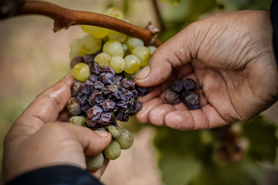 In the right conditions, the benign botrytis fungus attacks healthy grapes and transforms them into wrinkled, desiccated berries with a sweet-tart flavor which become the basis of aszú wines. Photo: Barna Szász for Offbeat