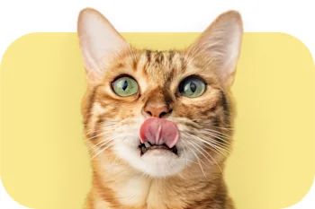 Zooplus cat