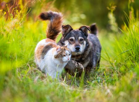 Forår med hund og kat – sådan gør du dit kæledyr klar til en mere aktiv sæson 