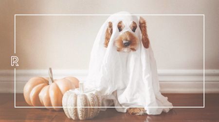 Fun Halloween costumes for your dog