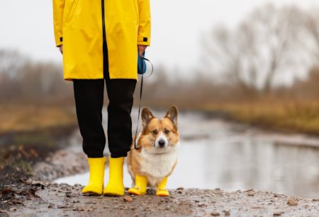 Våd hund og mudrede poter? Sådan gør du efterårsturene nemmere