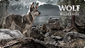 Upptäck premiumfoder från Wolf of Wilderness och Wild Freedom!