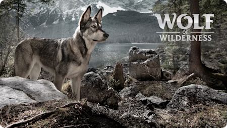 Upptäck premiumfoder från Wolf of Wilderness och Wild Freedom!