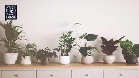 Charming plants pots and plant stands