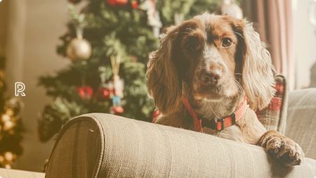 Christmas gifts for your pets
