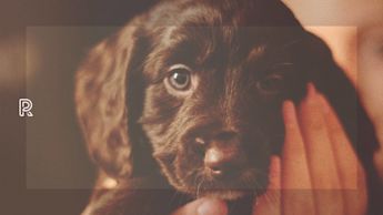 Köpa hund: Checklista med allt du behöver