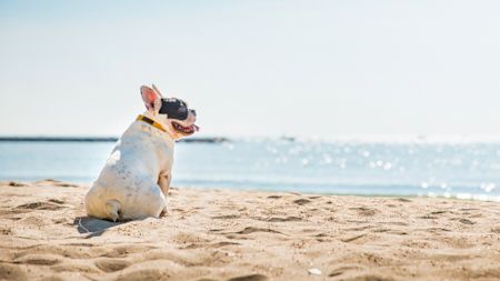 Hold en uforglemmelig ferie - med hund!