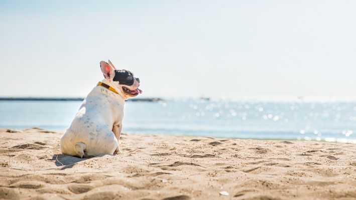 ferie-med-hund-img-Hero