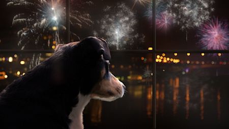 Nytårsangst hos hunde – sådan hjælper du din hund (og kat) trygt gennem fyrværkeriet