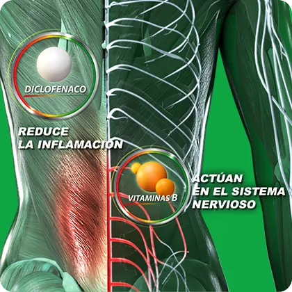 Infografía de sistema nervioso y sistema muscular