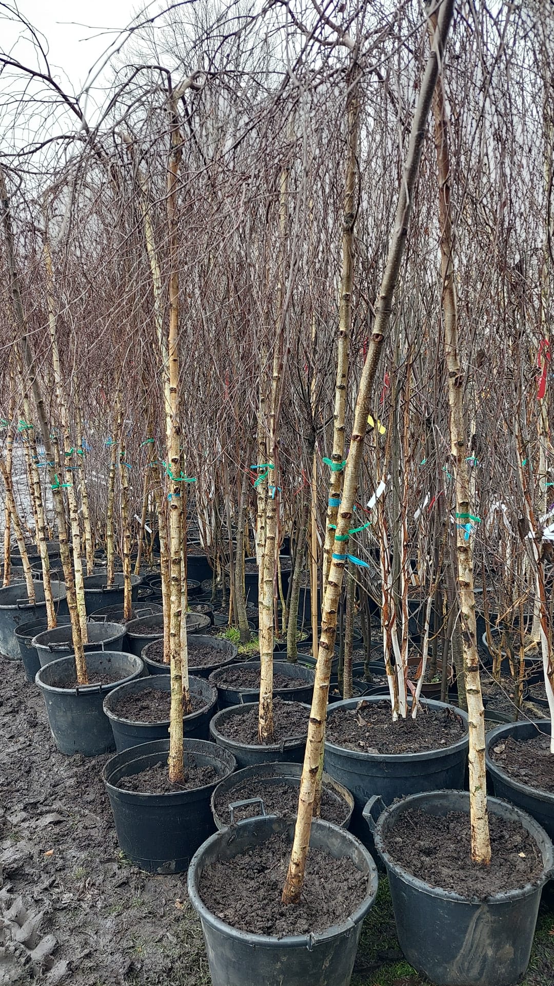 Brzoza Brodawkowata Youngii 10 12 Betula Pendula Zielona Materia brzoza-brodawkowata-youngii-10-12-betula-pendula-zielona-materia