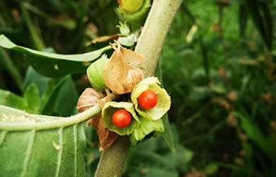 Orange-colored seeds of the Ashwagandha shrub.