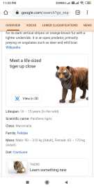 How to watch Google 3D animals like tiger view in 3D by google [Step-by-step guide]