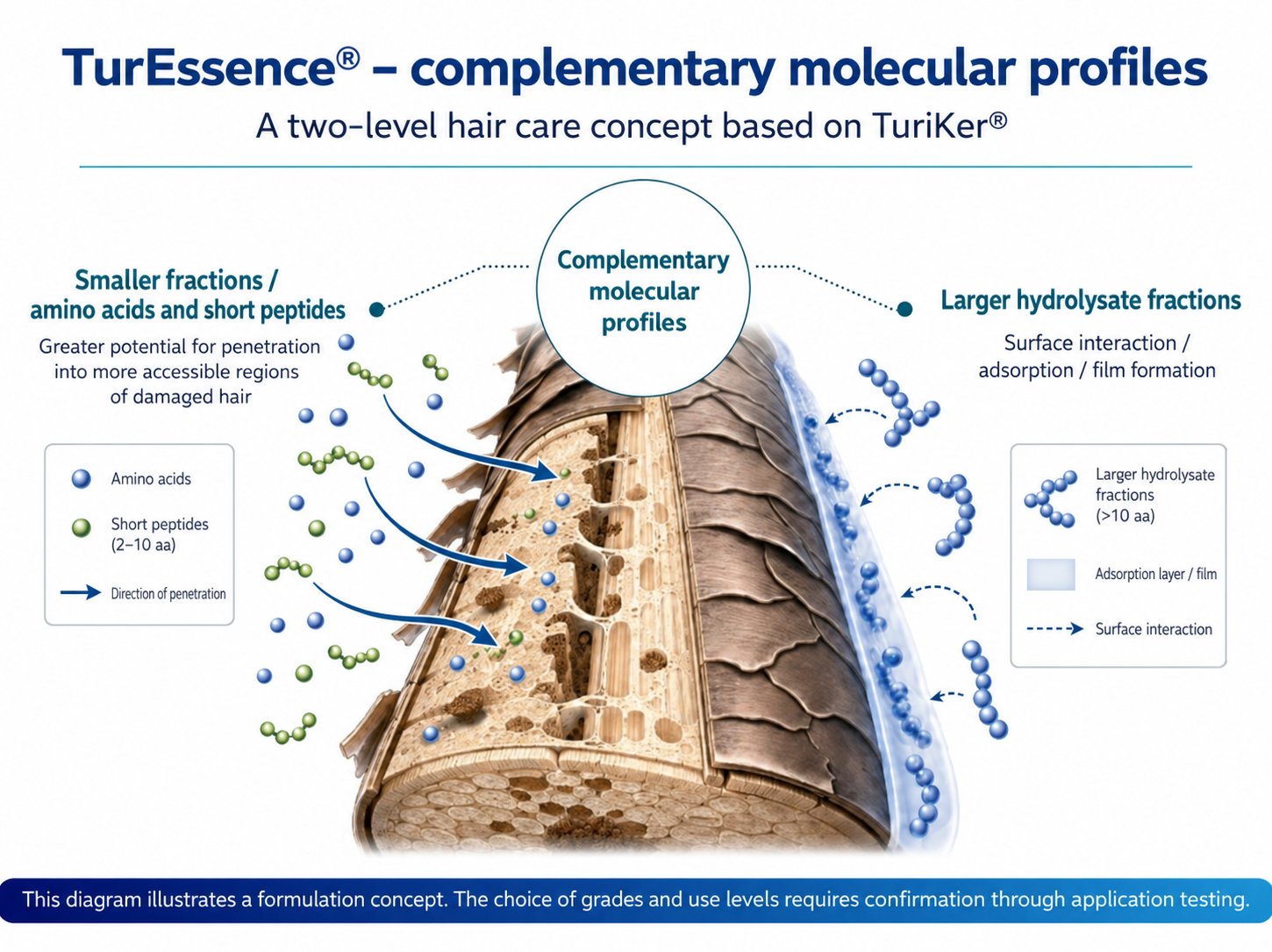 Grafika angFigure 1. TurEssence® – a two-level hair fibre care concept based on complementary TuriKer® grades with different MW profiles. Image created using AI.