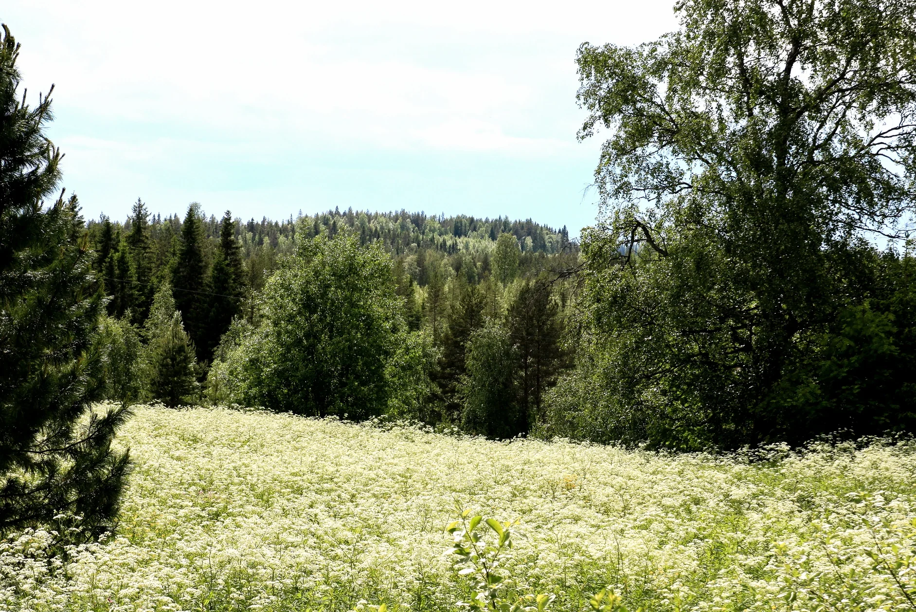 Sähkömarkkinakatsaus kesälle