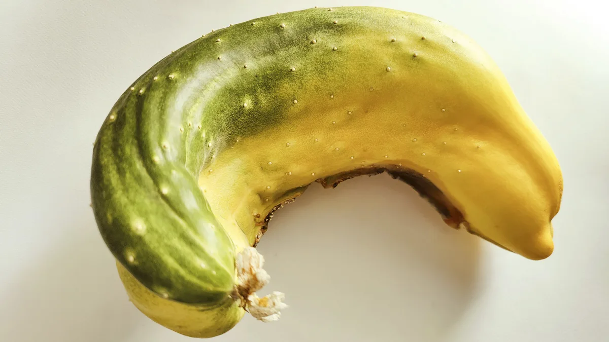 Kilon painoinen kasvihuonekurkku.