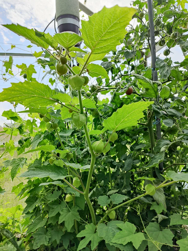 Viidakkokurkku valloittaa koko kasvihuoneen. Vierellä ananaskirsikka.