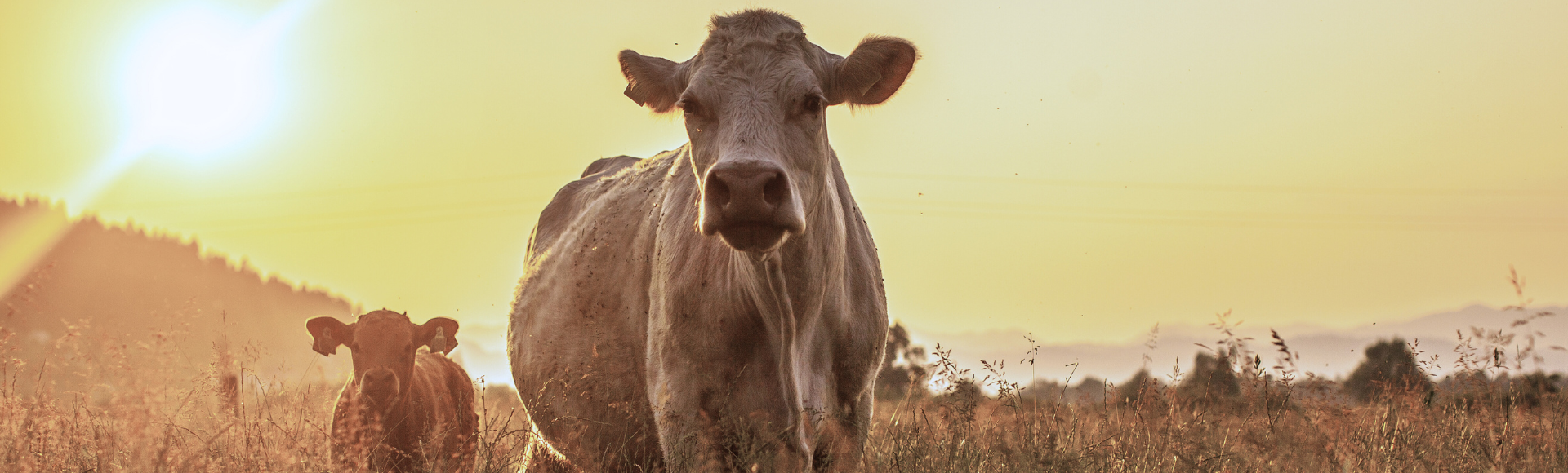 Maatilan sähkösopimus 