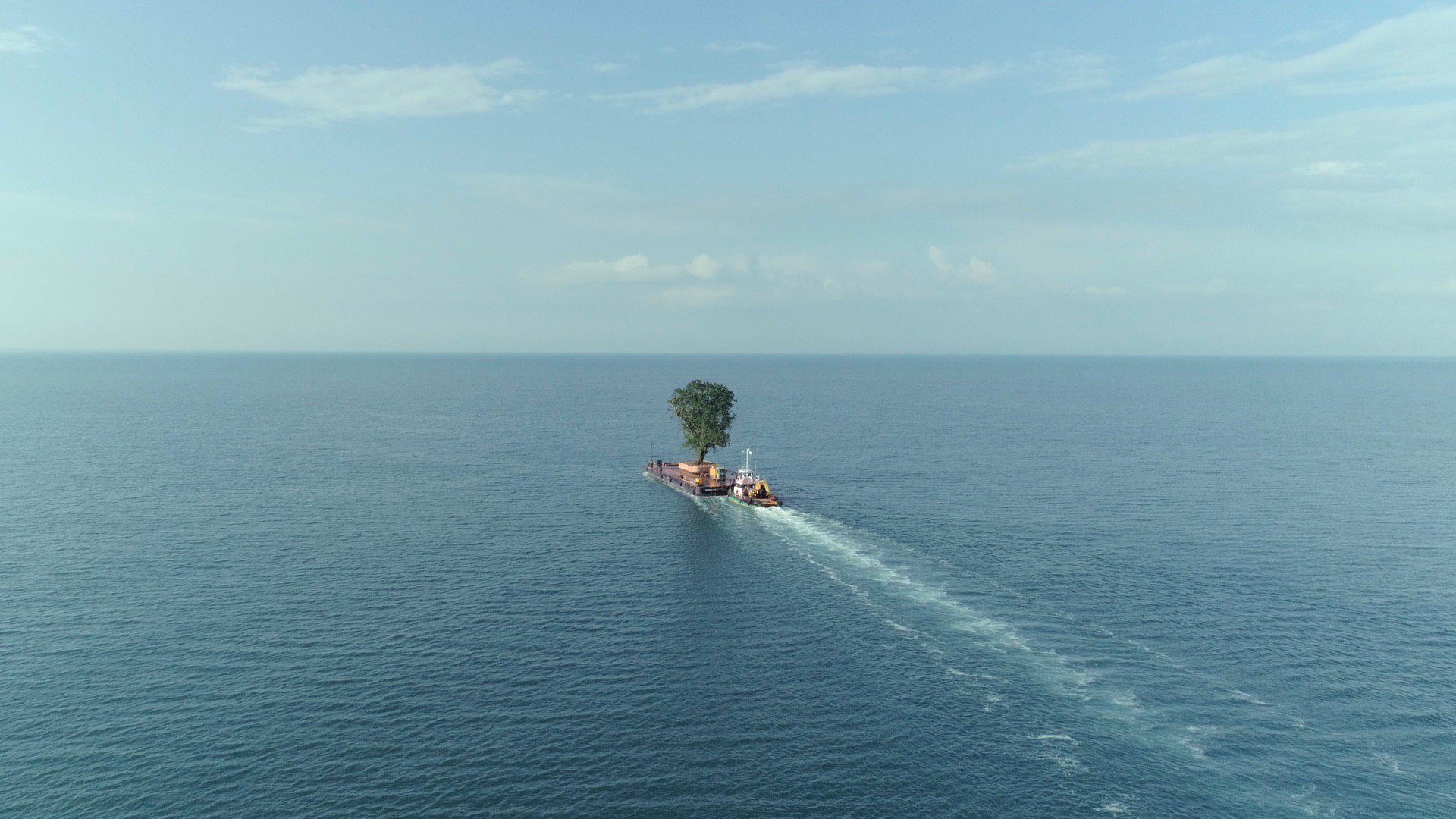Bildmaterial vom Film Taming the Garden. Zu sehen ist ein Baum, der auf einem Schiff über das Meer transportiert wird.