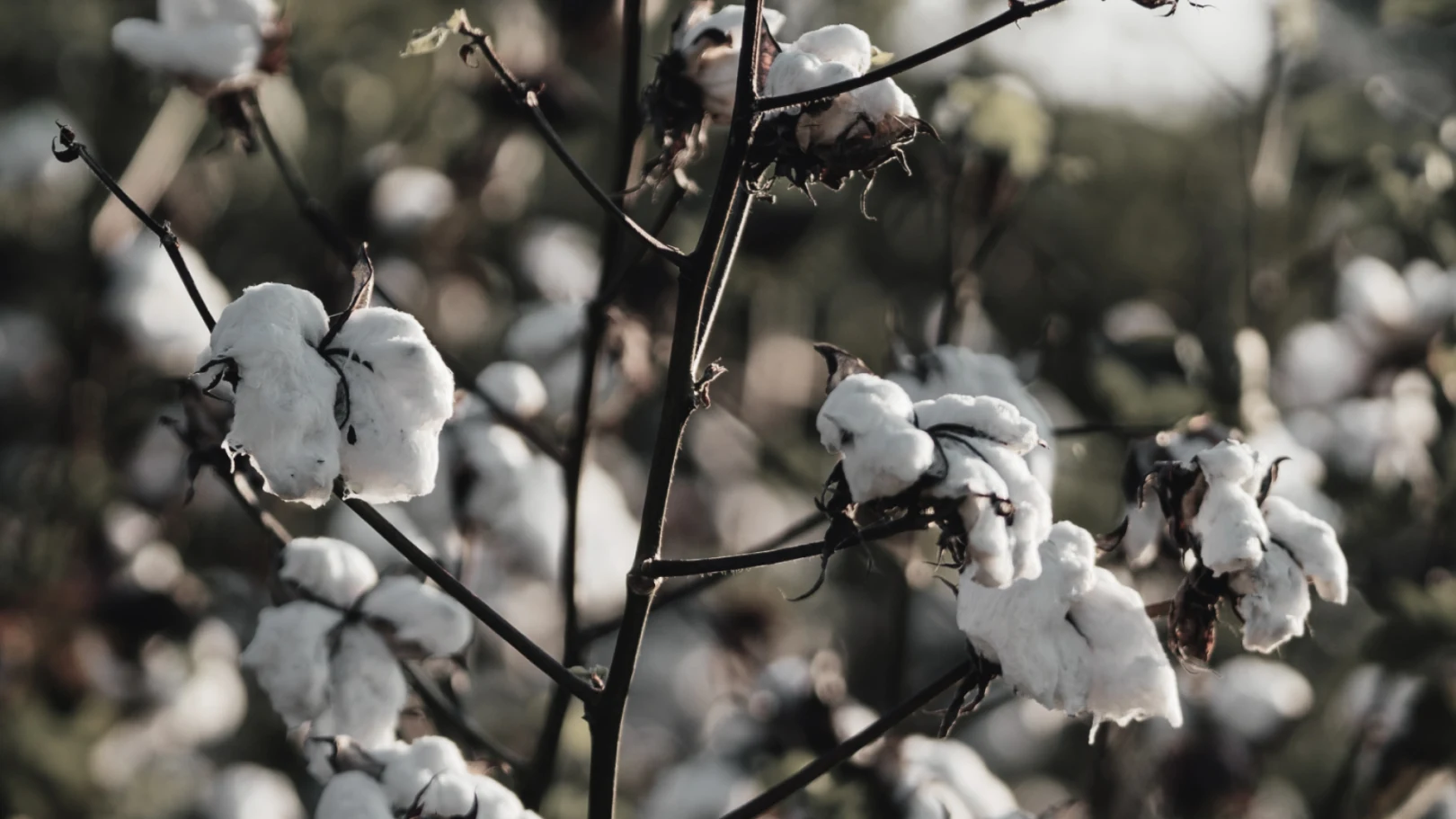 cotton plant