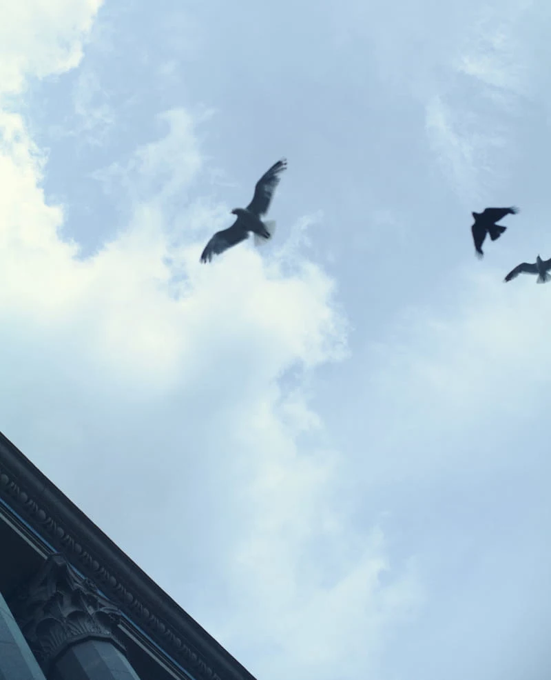 an image of birds flying across the sky