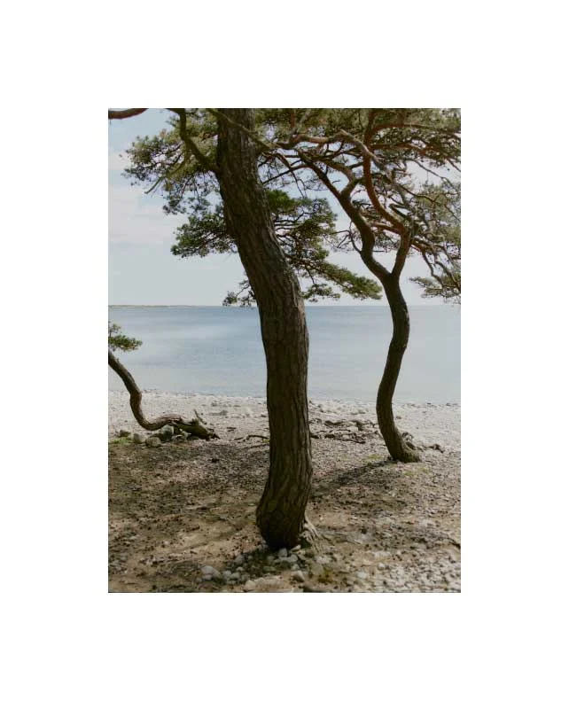 trees by a beach
