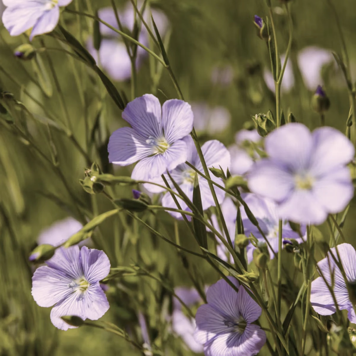 linnen flower
