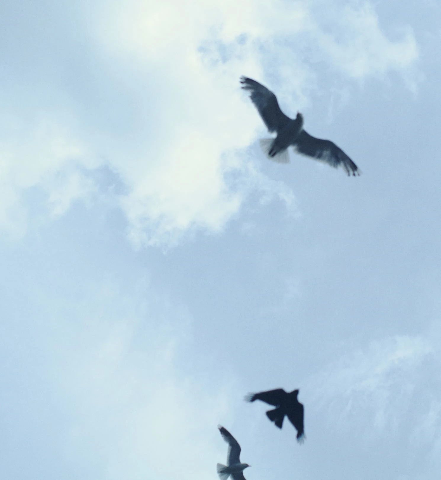 image of a blue sky with three birds flying across