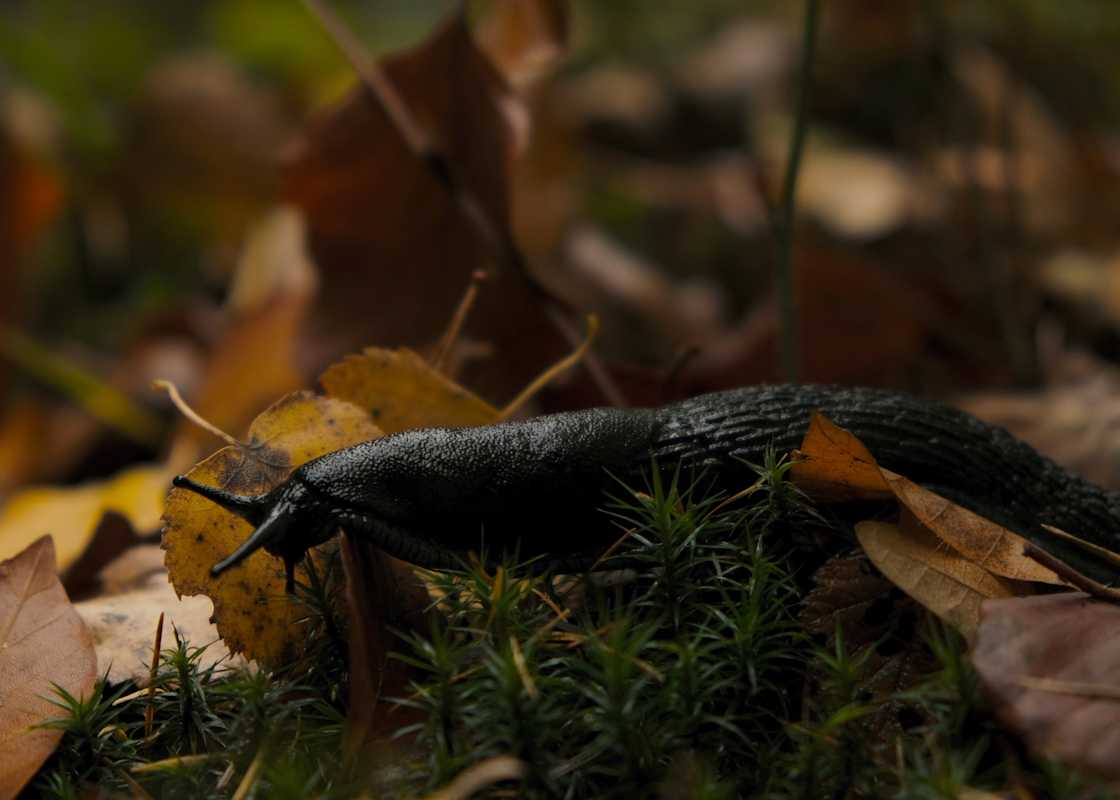 Slug-among-leaves