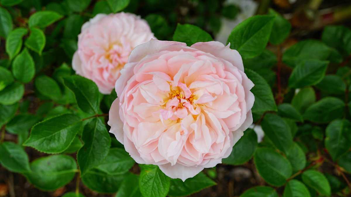 Peach-rose