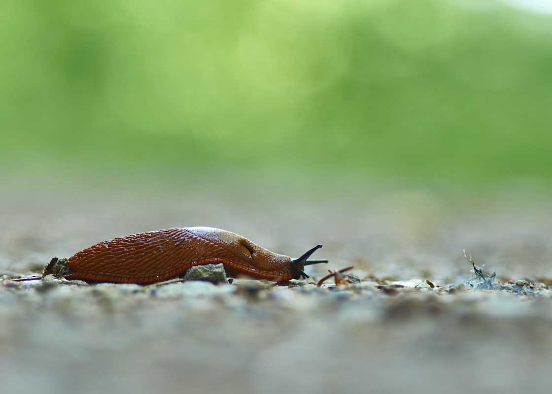 Slug-on-gravel-road