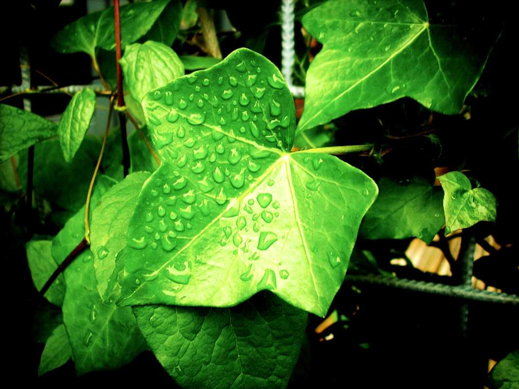 Ivy-and-water-drops