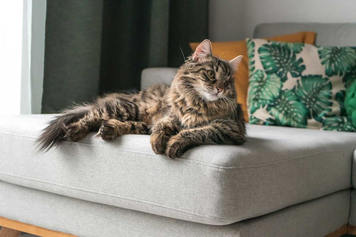 Katt