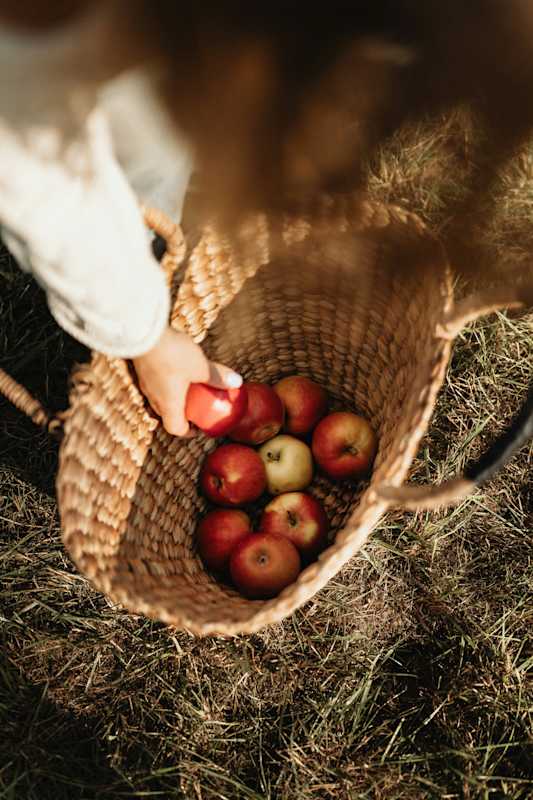 Hand-picking-apples-into-wicker-basket