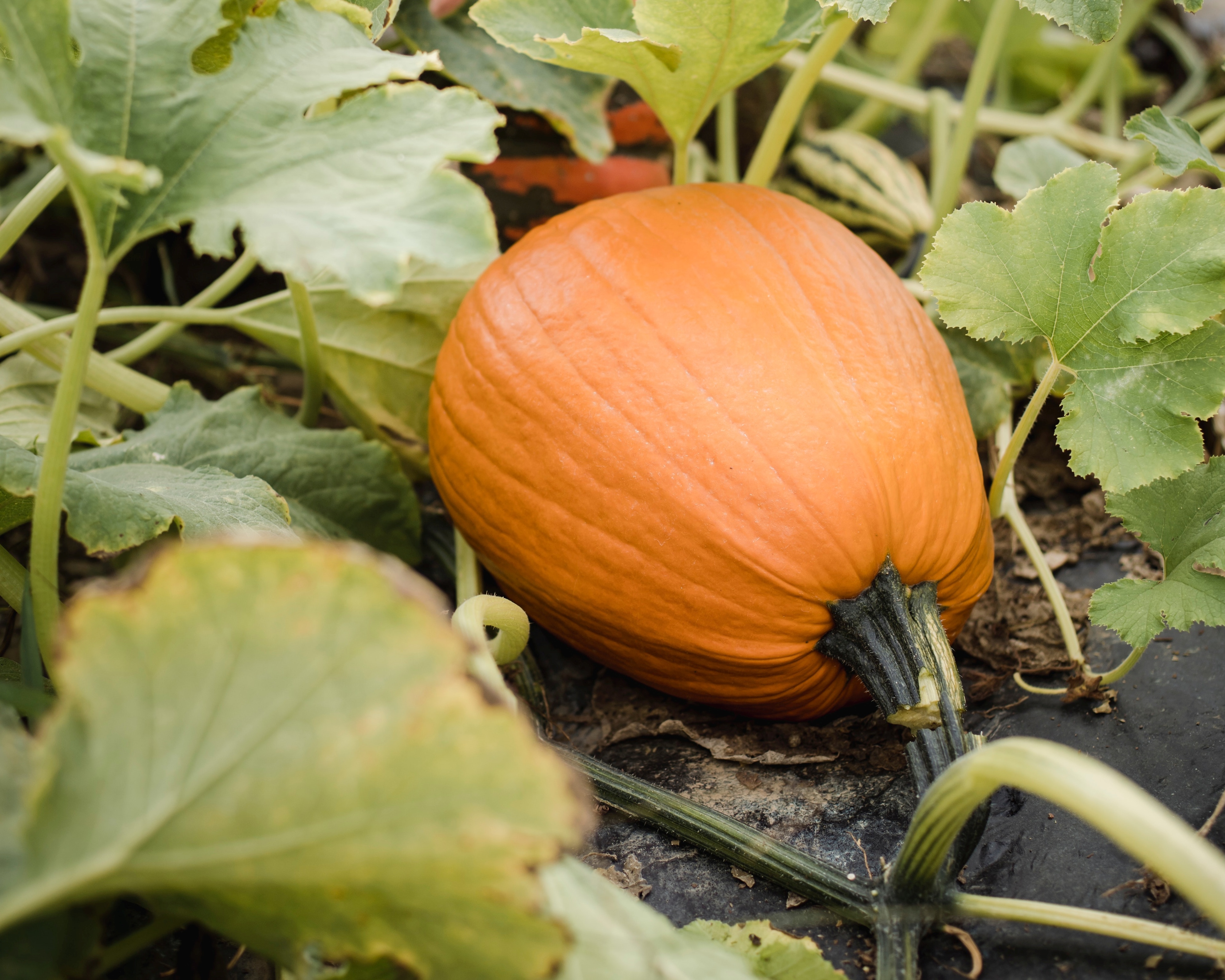  Pumpkin-in-vegetable-garden