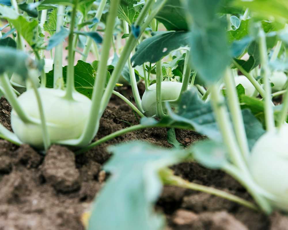 Vegetable-garden-with-turnip