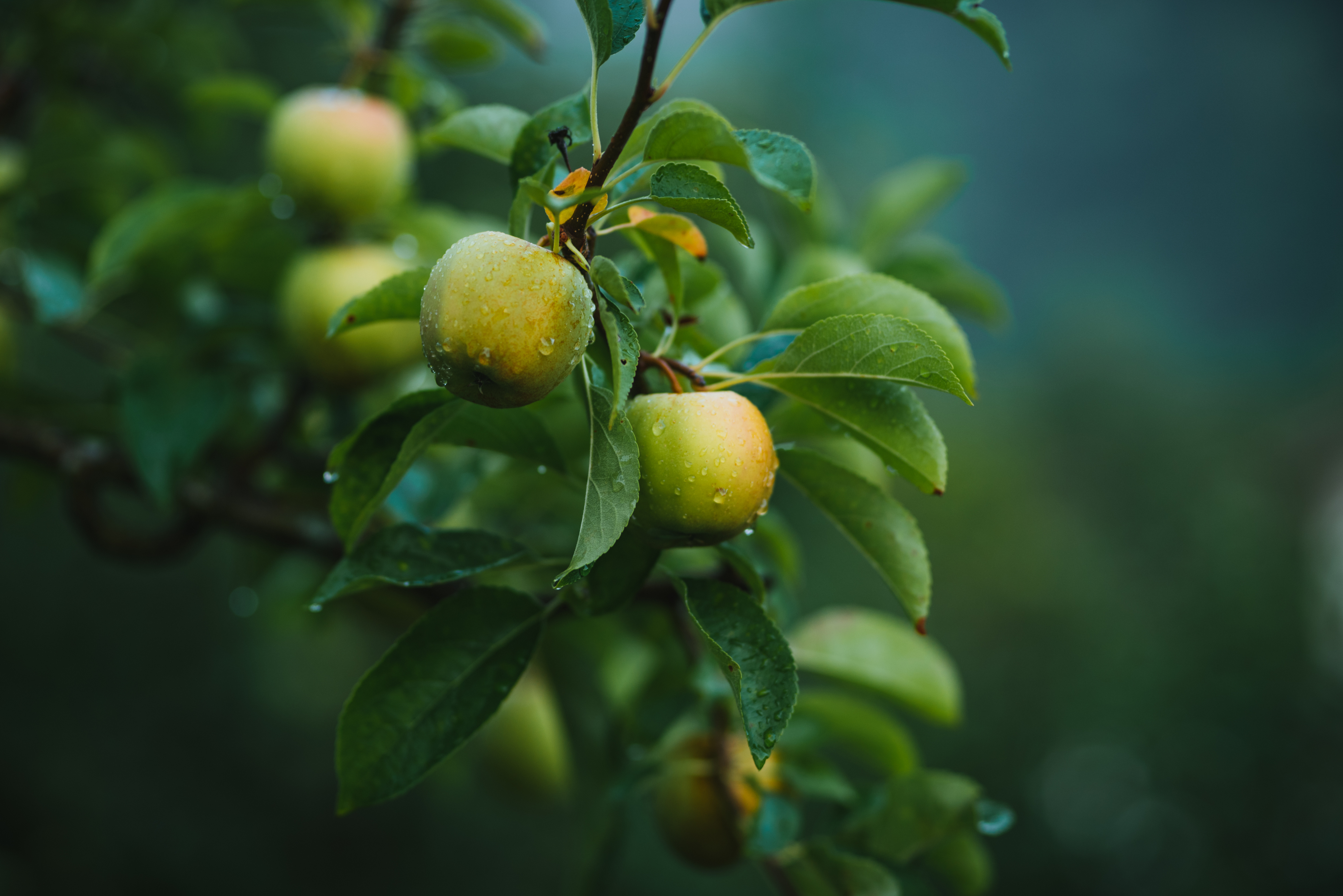 appeltrad-tradgardshjalp