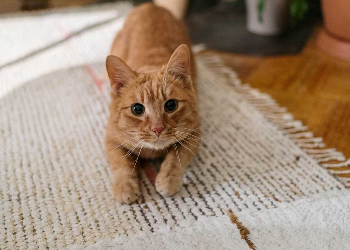 Matta-med-katt