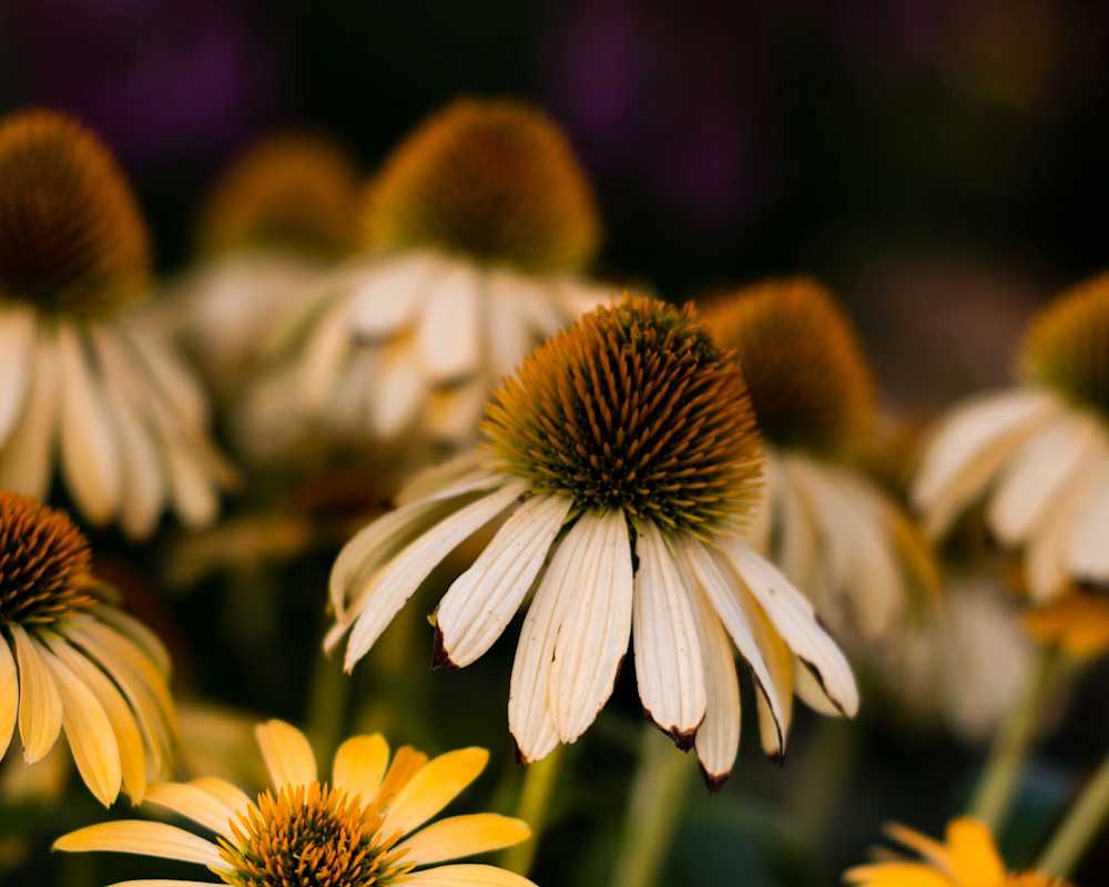 Solhatt-echinacea