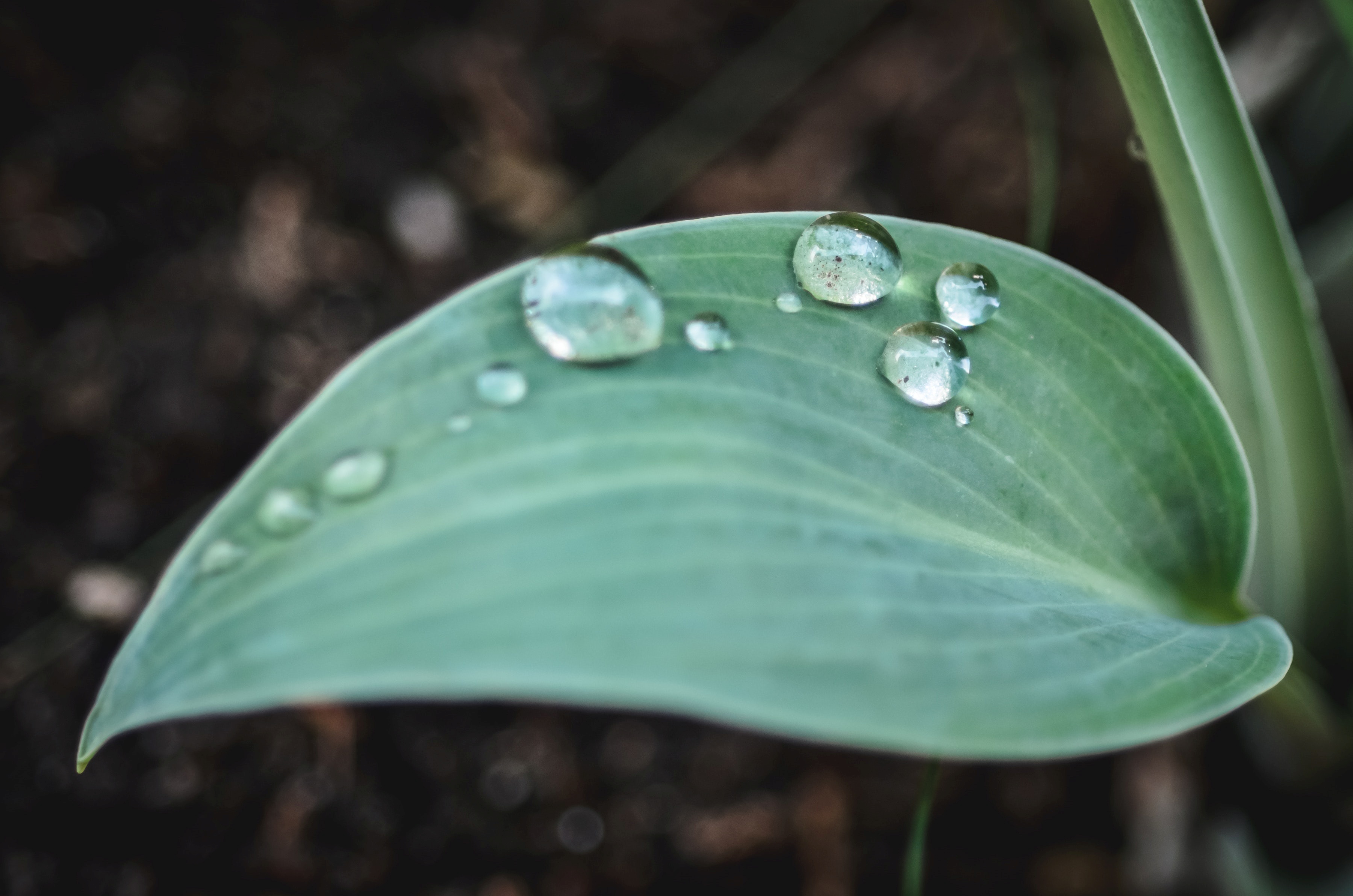 Hosta-med-vattendroppar