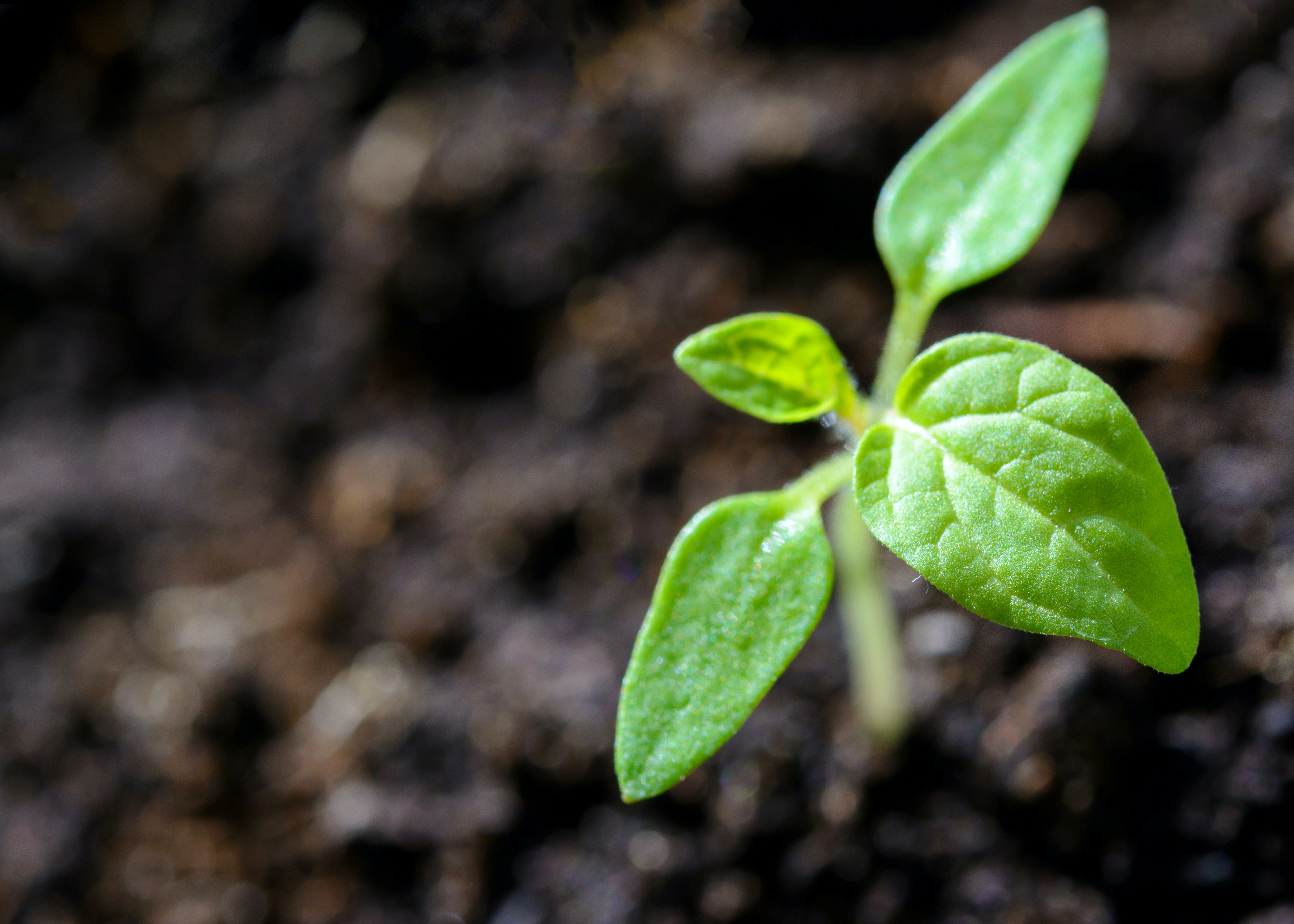 stickling-tomat-planta