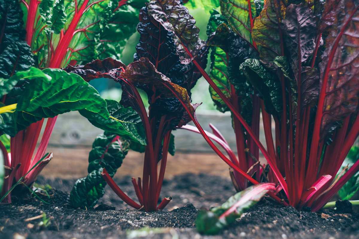 Swiss-chard-in-vegetable-garden