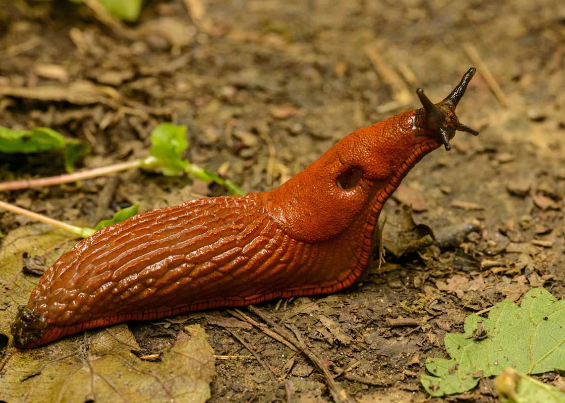 Slug-on-the-ground