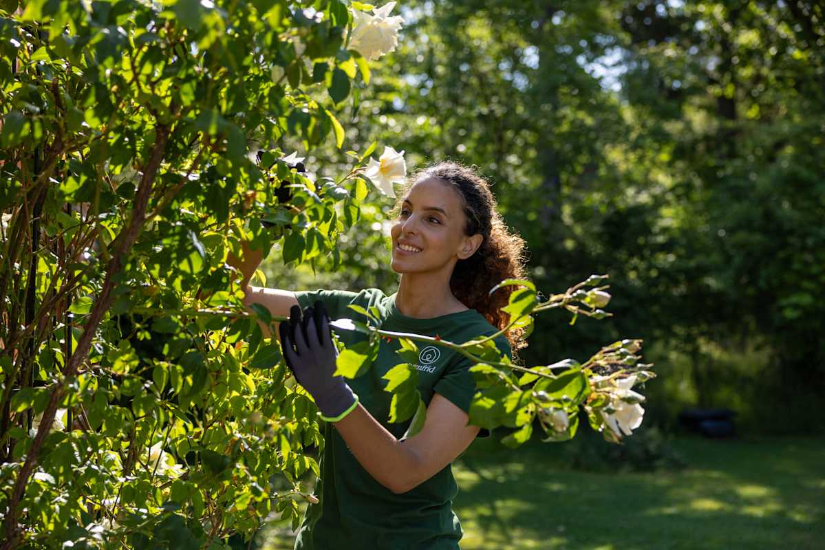 hemfrid-team-member-pruning-bushes-in-garden